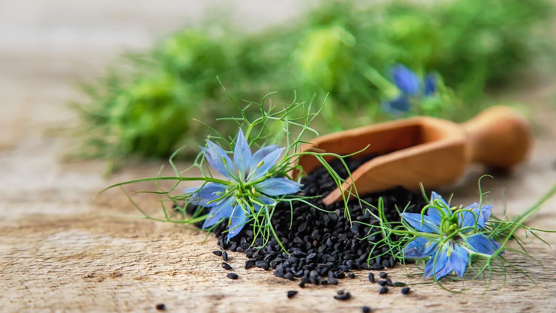 Black cumin seeds with blue Nigella sativa flowers and a wooden scoop placed on a rustic wooden surface, showcasing the natural source of thymoquinone.